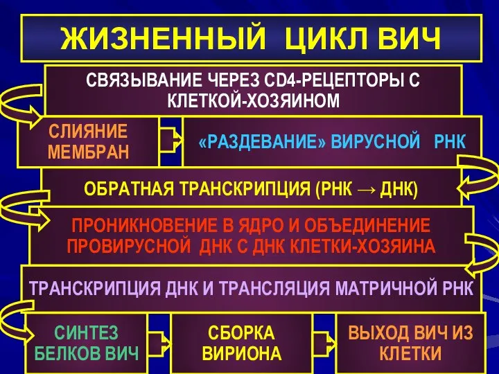 ЖИЗНЕННЫЙ ЦИКЛ ВИЧ СВЯЗЫВАНИЕ ЧЕРЕЗ CD4-РЕЦЕПТОРЫ С КЛЕТКОЙ-ХОЗЯИНОМ СЛИЯНИЕ МЕМБРАН «РАЗДЕВАНИЕ» ВИРУСНОЙ