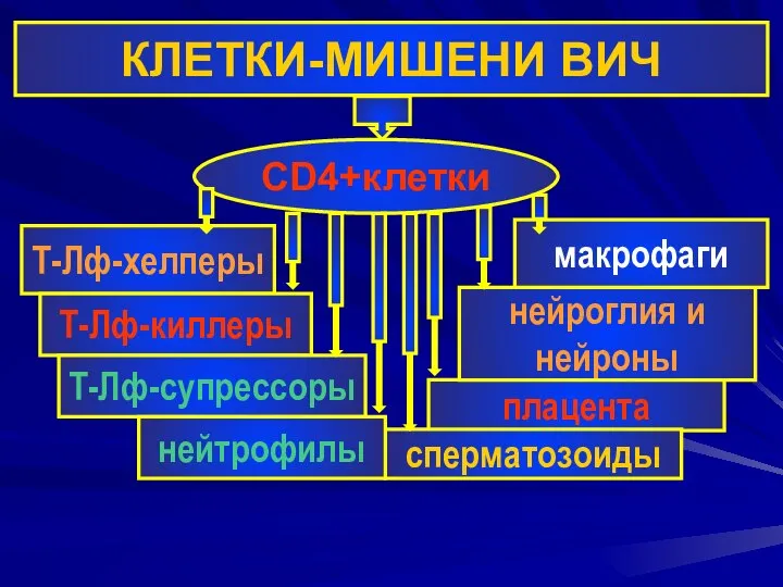 КЛЕТКИ-МИШЕНИ ВИЧ CD4+клетки Т-Лф-хелперы Т-Лф-киллеры плацента Т-Лф-супрессоры нейроглия и нейроны макрофаги сперматозоиды нейтрофилы