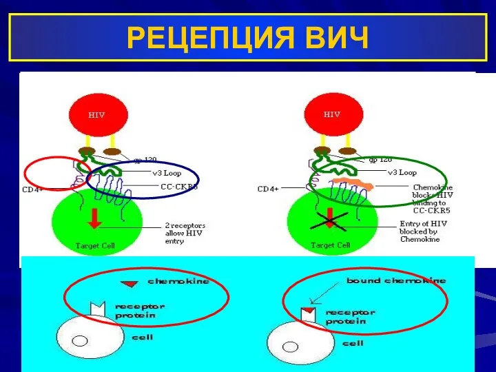 РЕЦЕПЦИЯ ВИЧ