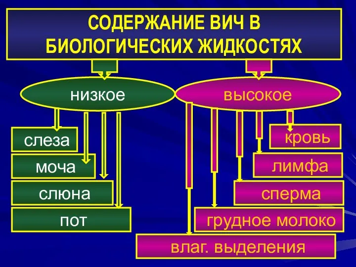 СОДЕРЖАНИЕ ВИЧ В БИОЛОГИЧЕСКИХ ЖИДКОСТЯХ низкое высокое слеза моча слюна пот кровь