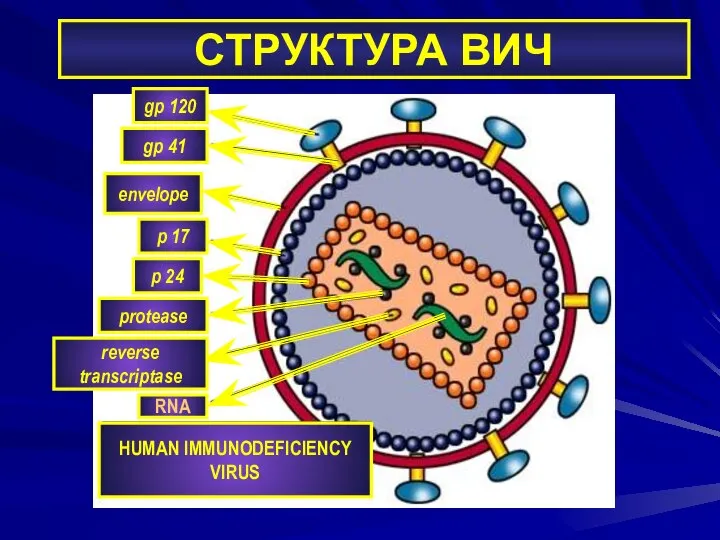 HUMAN IMMUNODEFICIENCY VIRUS RNA gp 120 gp 41 p 17 p 24