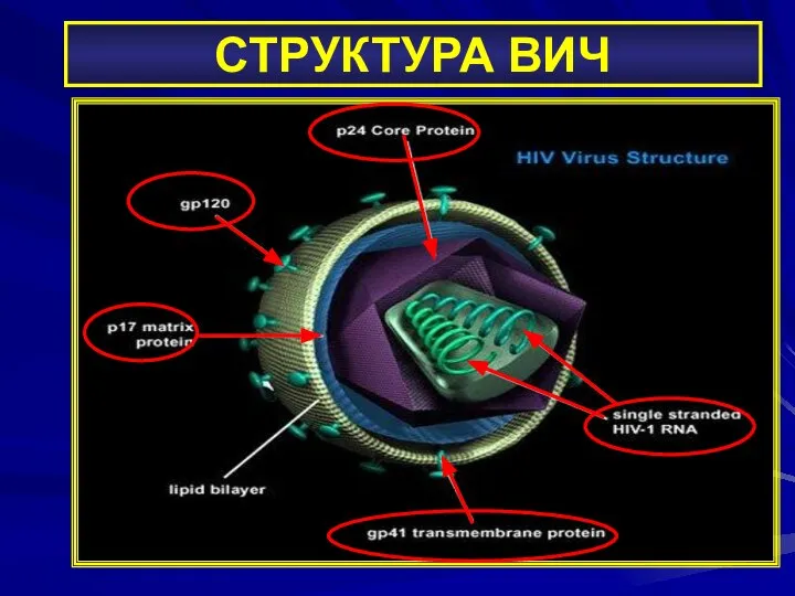 СТРУКТУРА ВИЧ