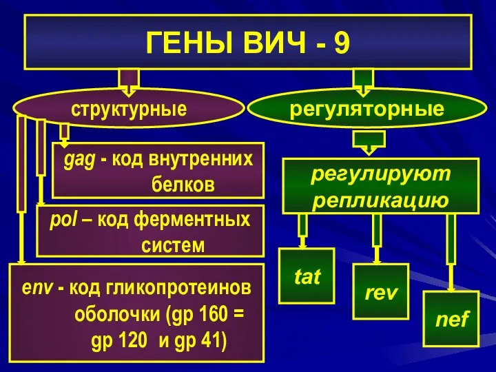 ГЕНЫ ВИЧ - 9 gag - код внутренних белков структурные регуляторные env