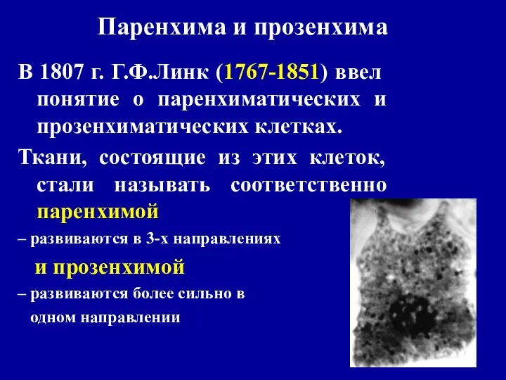 Паренхима и прозенхима В 1807 г. Г.Ф.Линк (1767-1851) ввел понятие о паренхиматических