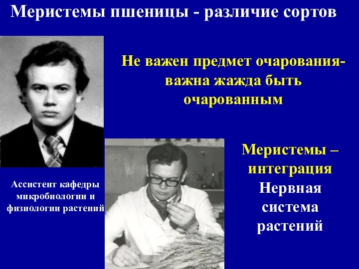 Меристемы пшеницы - различие сортов Ассистент кафедры микробиологии и физиологии растений Не