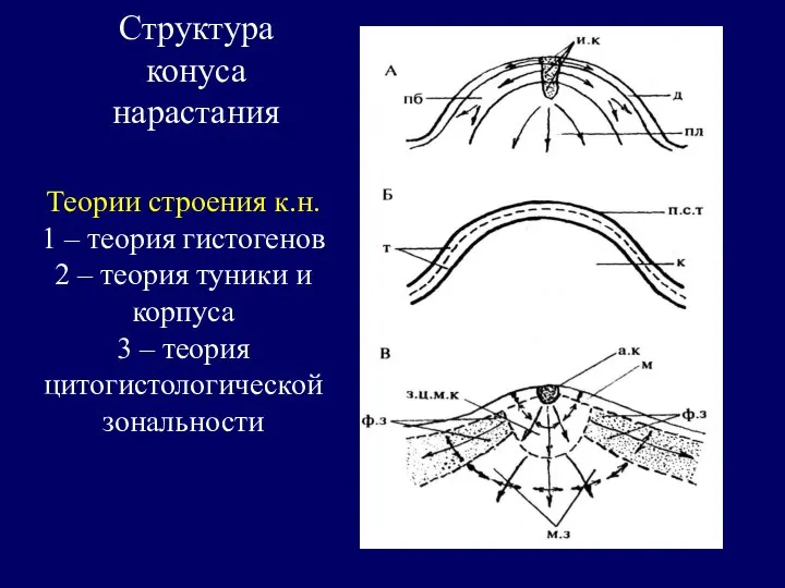 Структура конуса нарастания Теории строения к.н. 1 – теория гистогенов 2 –