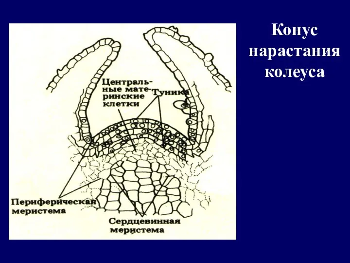 Конус нарастания колеуса