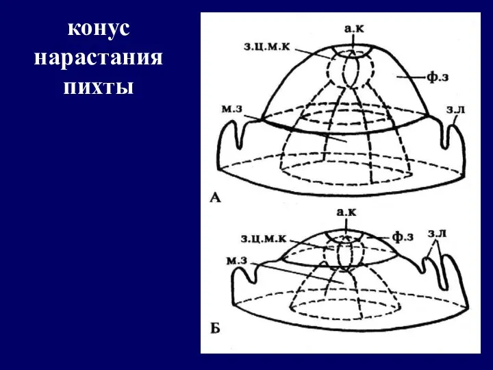 конус нарастания пихты