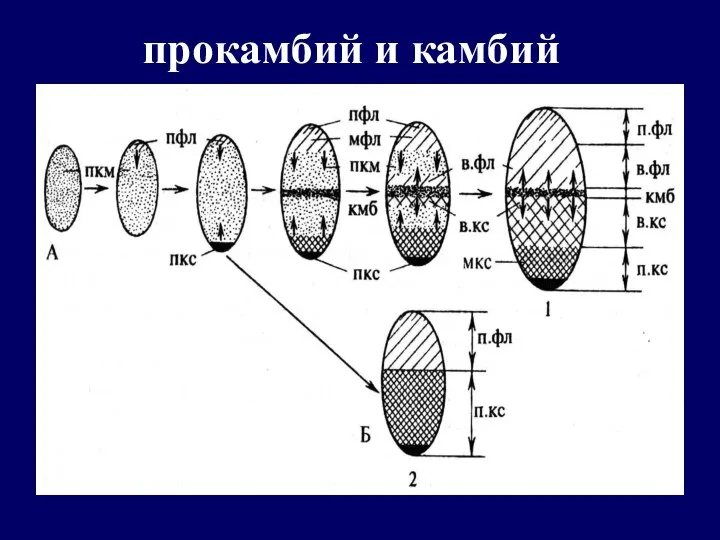 прокамбий и камбий