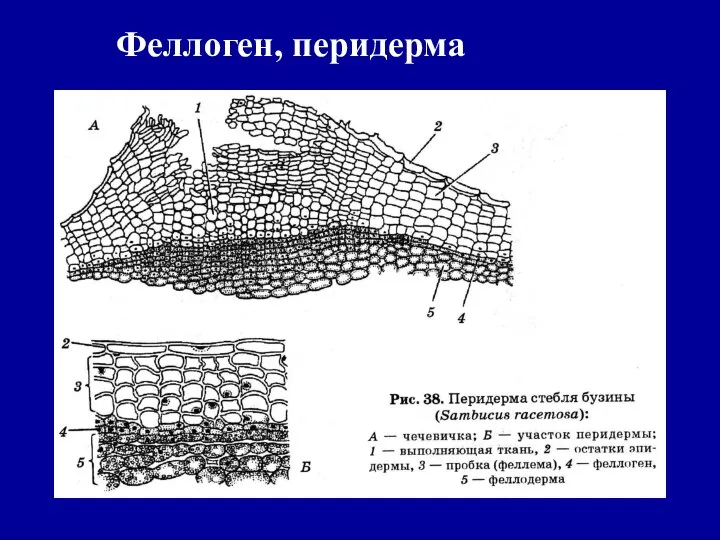 Феллоген, перидерма