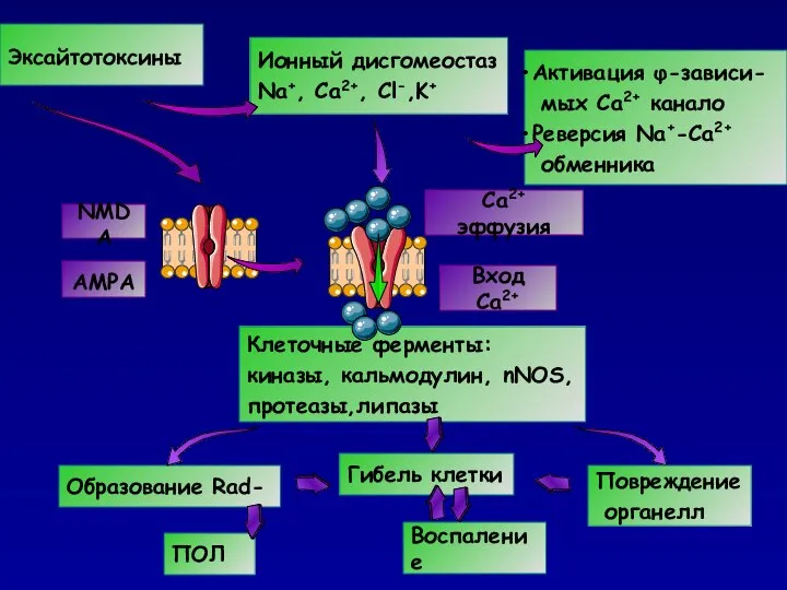 Клеточные ферменты: киназы, кальмодулин, nNOS, протеазы,липазы Образование Rad- Эксайтотоксины Ионный дисгомеостаз Na+,