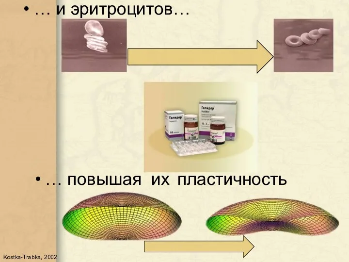 … и эритроцитов… … повышая их пластичность Kostka-Trabka, 2002