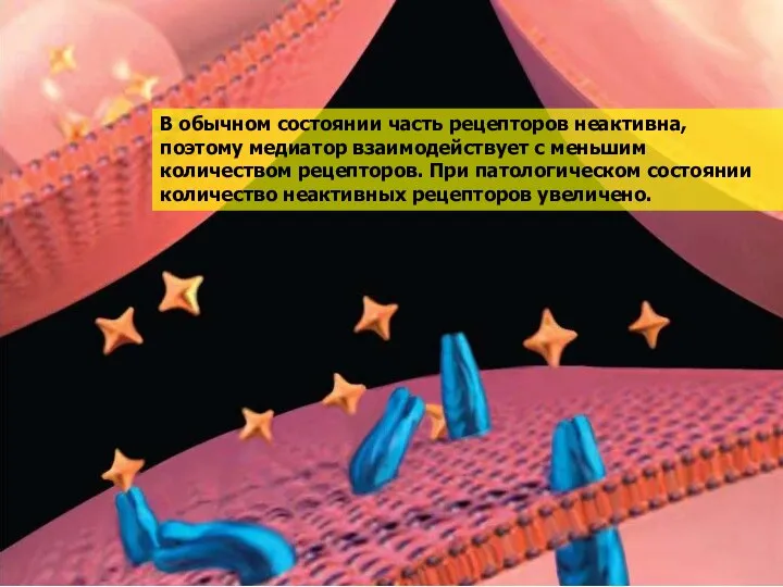 В обычном состоянии часть рецепторов неактивна, поэтому медиатор взаимодействует с меньшим количеством