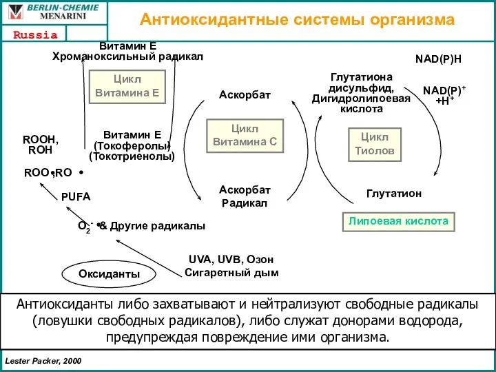 Цикл Витамина E Цикл Витамина С Цикл Тиолов UVA, UVB, Озон Сигаретный