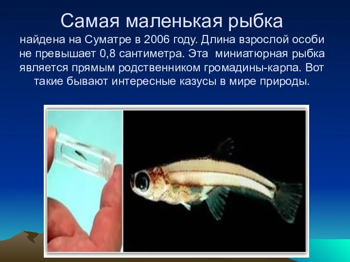 Самая маленькая рыбка найдена на Суматре в 2006 году. Длина взрослой особи