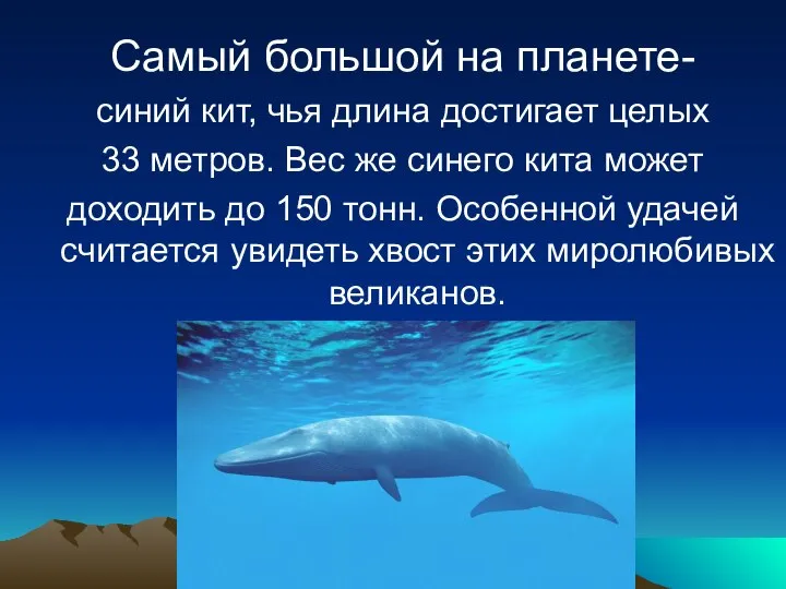 Самый большой на планете- синий кит, чья длина достигает целых 33 метров.