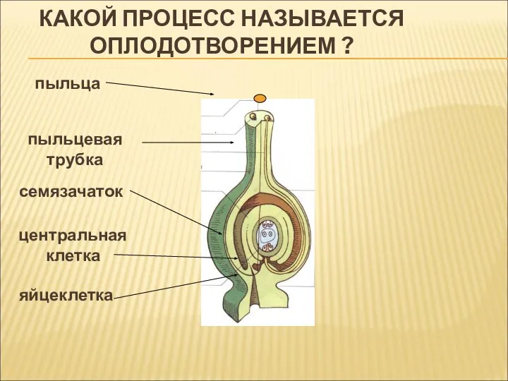 КАКОЙ ПРОЦЕСС НАЗЫВАЕТСЯ ОПЛОДОТВОРЕНИЕМ ? пыльца пыльцевая трубка семязачаток яйцеклетка центральная клетка