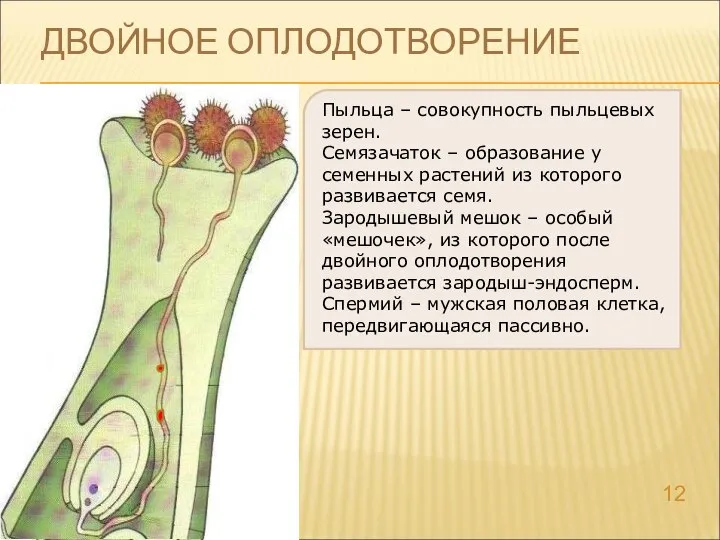 ДВОЙНОЕ ОПЛОДОТВОРЕНИЕ Пыльца – совокупность пыльцевых зерен. Семязачаток – образование у семенных