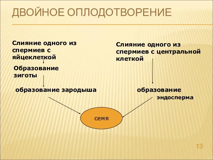 ДВОЙНОЕ ОПЛОДОТВОРЕНИЕ Слияние одного из спермиев с яйцеклеткой Образование зиготы образование зародыша