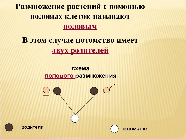 Размножение растений с помощью половых клеток называют половым В этом случае потомство