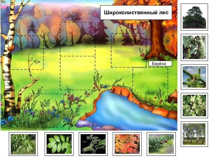 Берёза Широколиственный лес