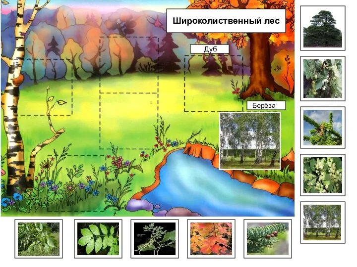 Берёза Широколиственный лес Дуб