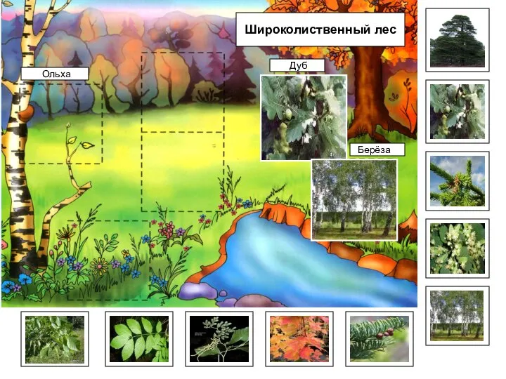 Берёза Широколиственный лес Дуб Ольха