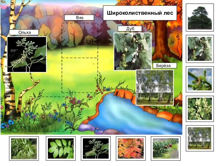 Берёза Широколиственный лес Дуб Ольха Вяз