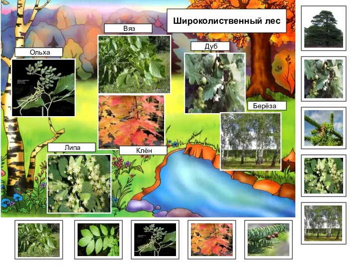 Берёза Широколиственный лес Дуб Ольха Вяз Клён Липа