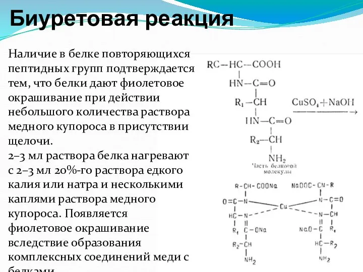 Биуретовая реакция Наличие в белке повторяющихся пептидных групп подтверждается тем, что белки