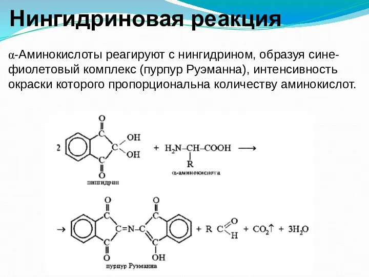 Нингидриновая реакция α-Аминокислоты реагируют с нингидрином, образуя сине-фиолетовый комплекс (пурпур Руэманна), интенсивность