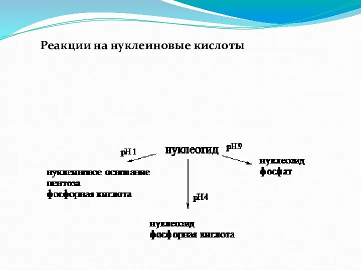 Реакции на нуклеиновые кислоты Нуклеотиды способны гидролизоваться в кислой и щелочной среде.