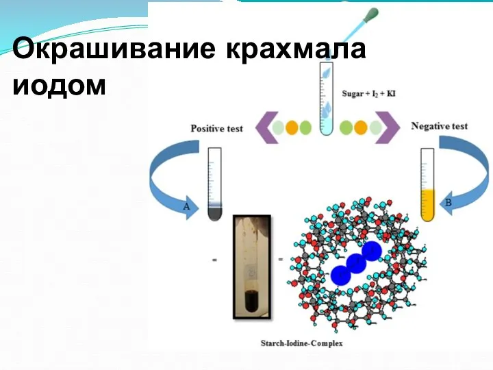 Окрашивание крахмала иодом