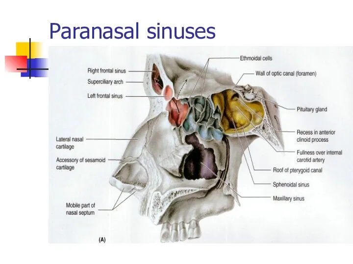 Paranasal sinuses