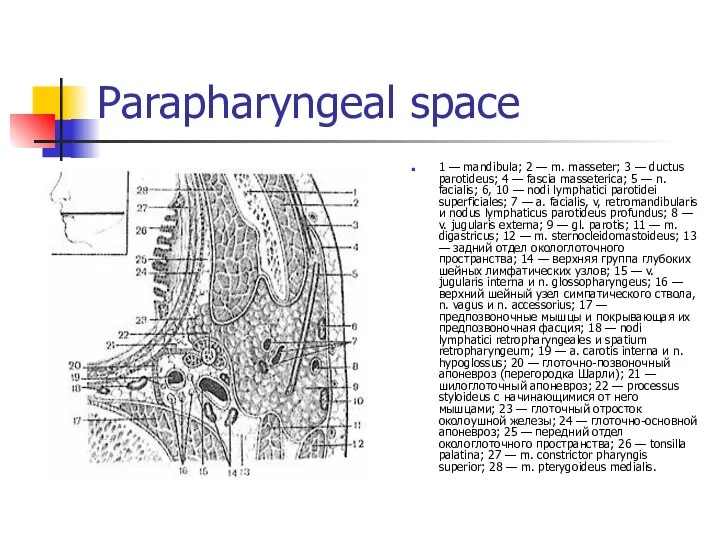 Parapharyngeal space 1 — mandibula; 2 — m. masseter; 3 — ductus