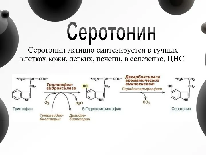 Серотонин активно синтезируется в тучных клетках кожи, легких, печени, в селезенке, ЦНС. Серотонин