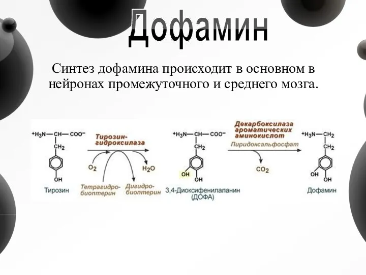 Синтез дофамина происходит в основном в нейронах промежуточного и среднего мозга. Дофамин