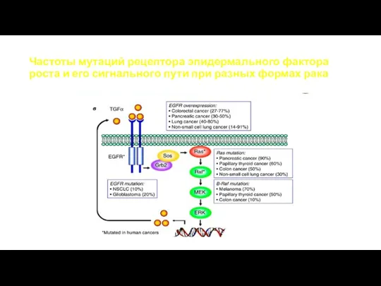 Частоты мутаций рецептора эпидермального фактора роста и его сигнального пути при разных формах рака