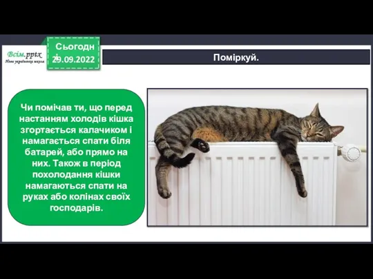 29.09.2022 Сьогодні Поміркуй. Чи помічав ти, що перед настанням холодів кішка згортається