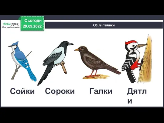 29.09.2022 Сьогодні Осілі пташки Сойки Сороки Дятли Галки