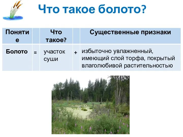 Что такое болото? Болото участок суши избыточно увлажненный, имеющий слой торфа, покрытый влаголюбивой растительностью