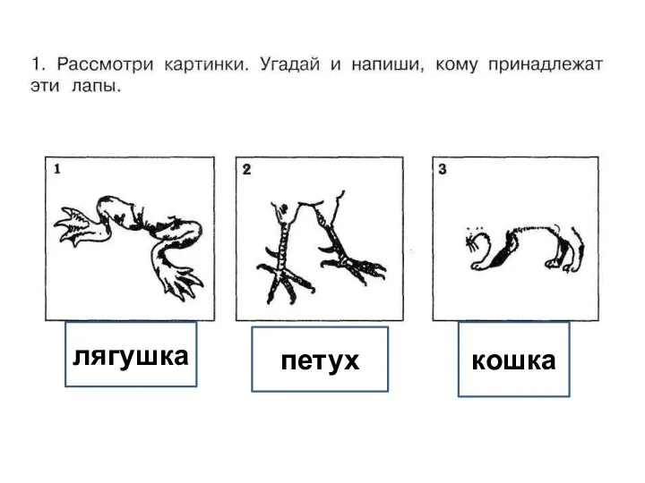 кошка петух лягушка