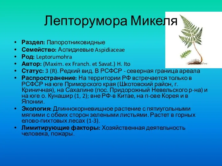 Лепторумора Микеля Раздел: Папоротниковидные Семейство: Аспидиевые Aspidiaceae Род: Leptorumohra Автор: (Maxim. ex