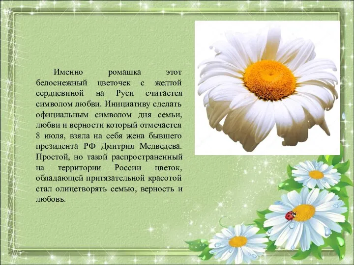 Именно ромашка этот белоснежный цветочек с желтой сердцевиной на Руси считается символом