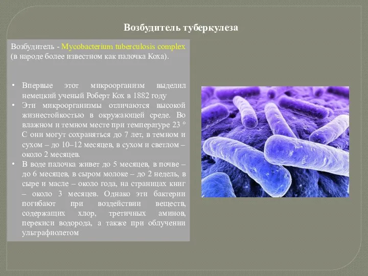 Возбудитель - Mycobacterium tuberculosis complex (в народе более известном как палочка Коха).
