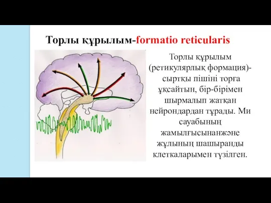 Торлы құрылым-formatio reticularis Торлы құрылым (ретикулярлық формация)- сыртқы пішiнi торға ұқсайтын, бір-бірімен
