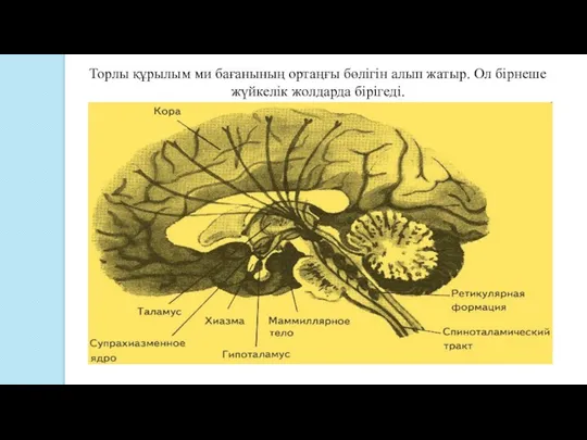 Торлы құрылым ми бағанының ортаңғы бөлігін алып жатыр. Ол бірнеше жүйкелік жолдарда бірігеді.