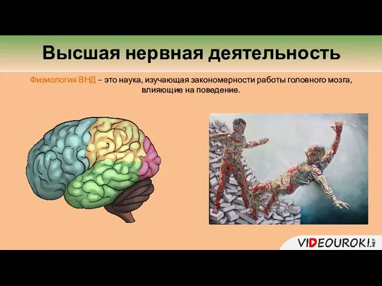 Физиология ВНД – это наука, изучающая закономерности работы головного мозга, влияющие на поведение. Высшая нервная деятельность