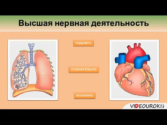 подумать исполнить СОЗНАТЕЛЬНО Высшая нервная деятельность