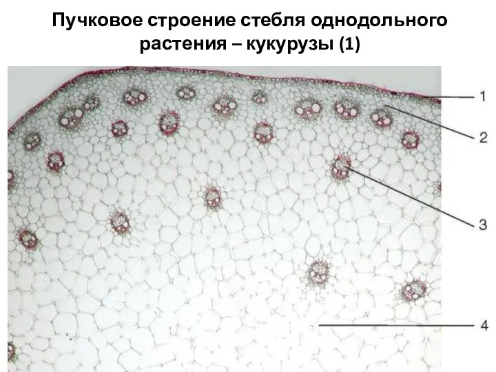 Пучковое строение стебля однодольного растения – кукурузы (1)